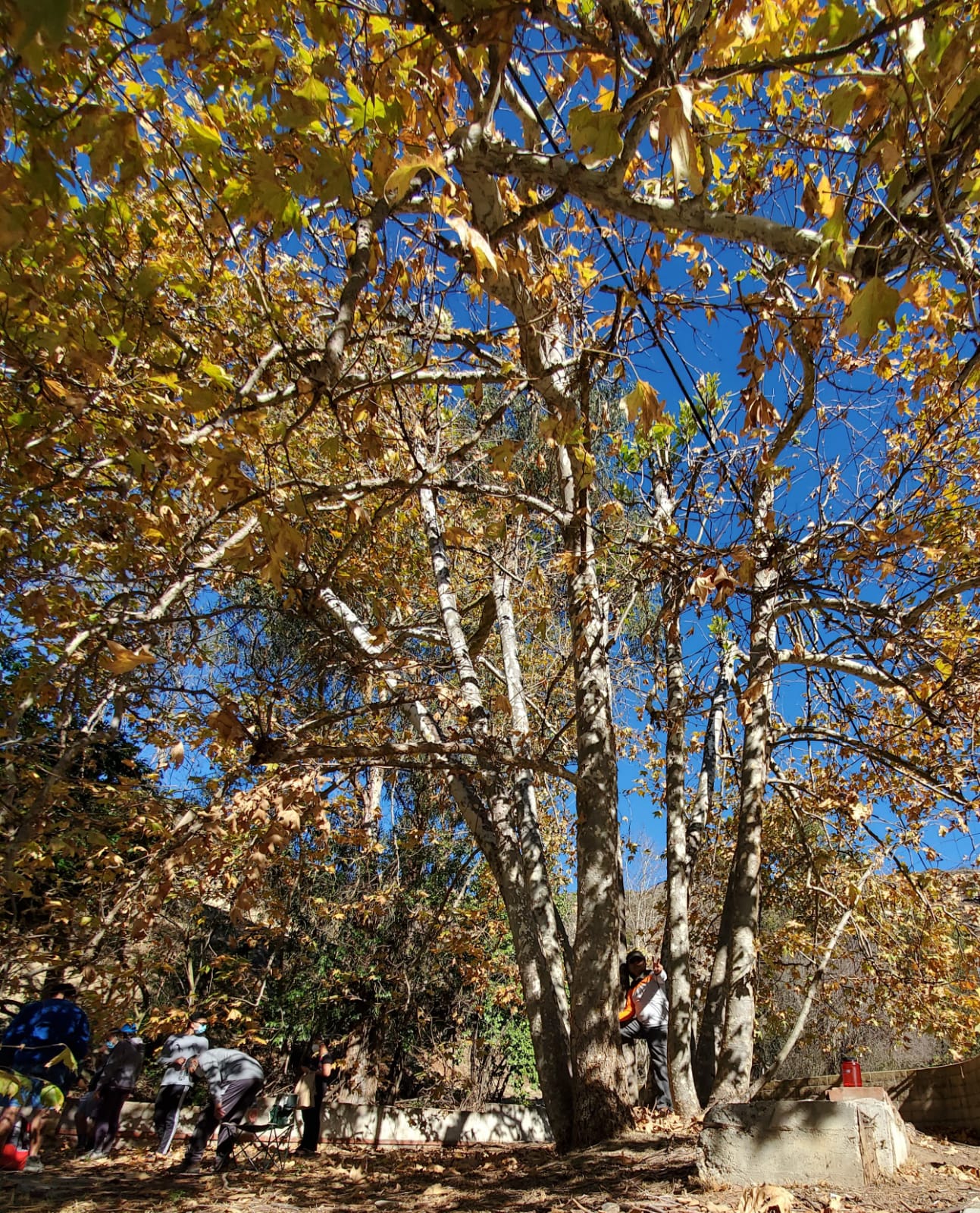 picnic after the hike - what do you see - a tree or the sky