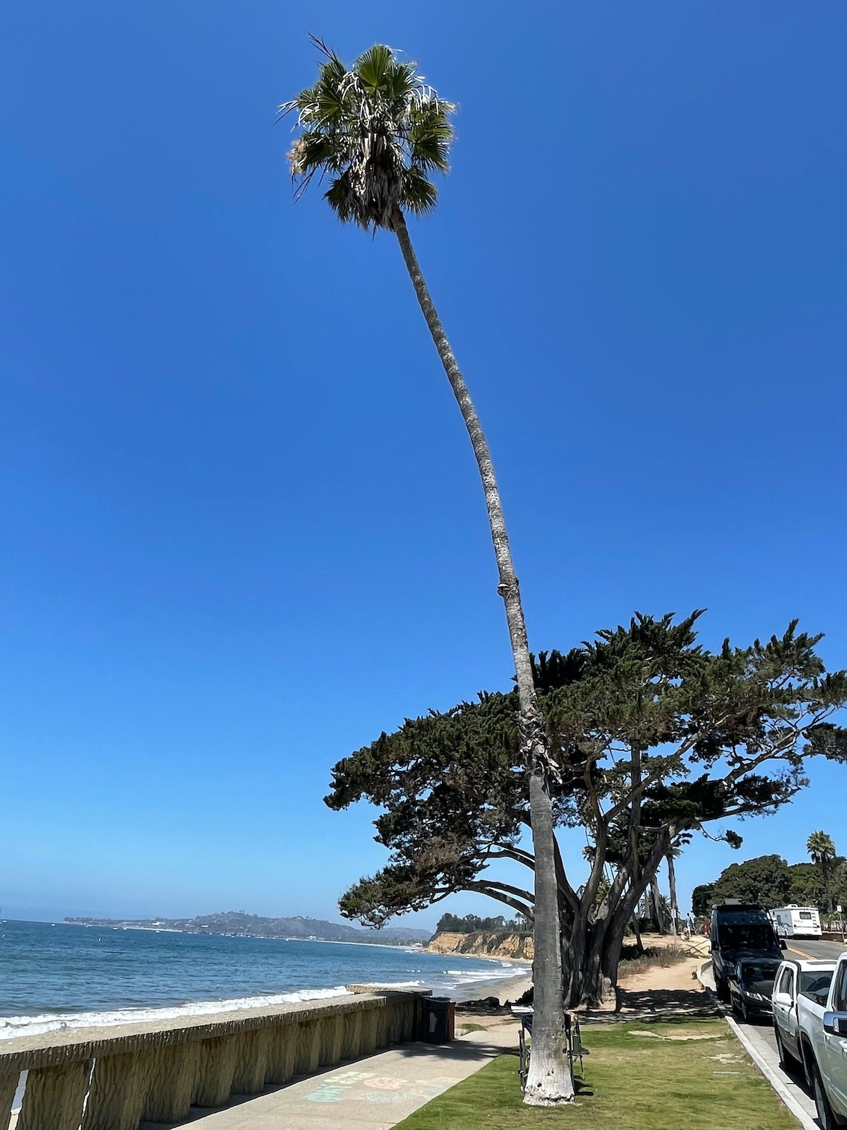 Montecito Butterfly Beach - Giant Palm Tree