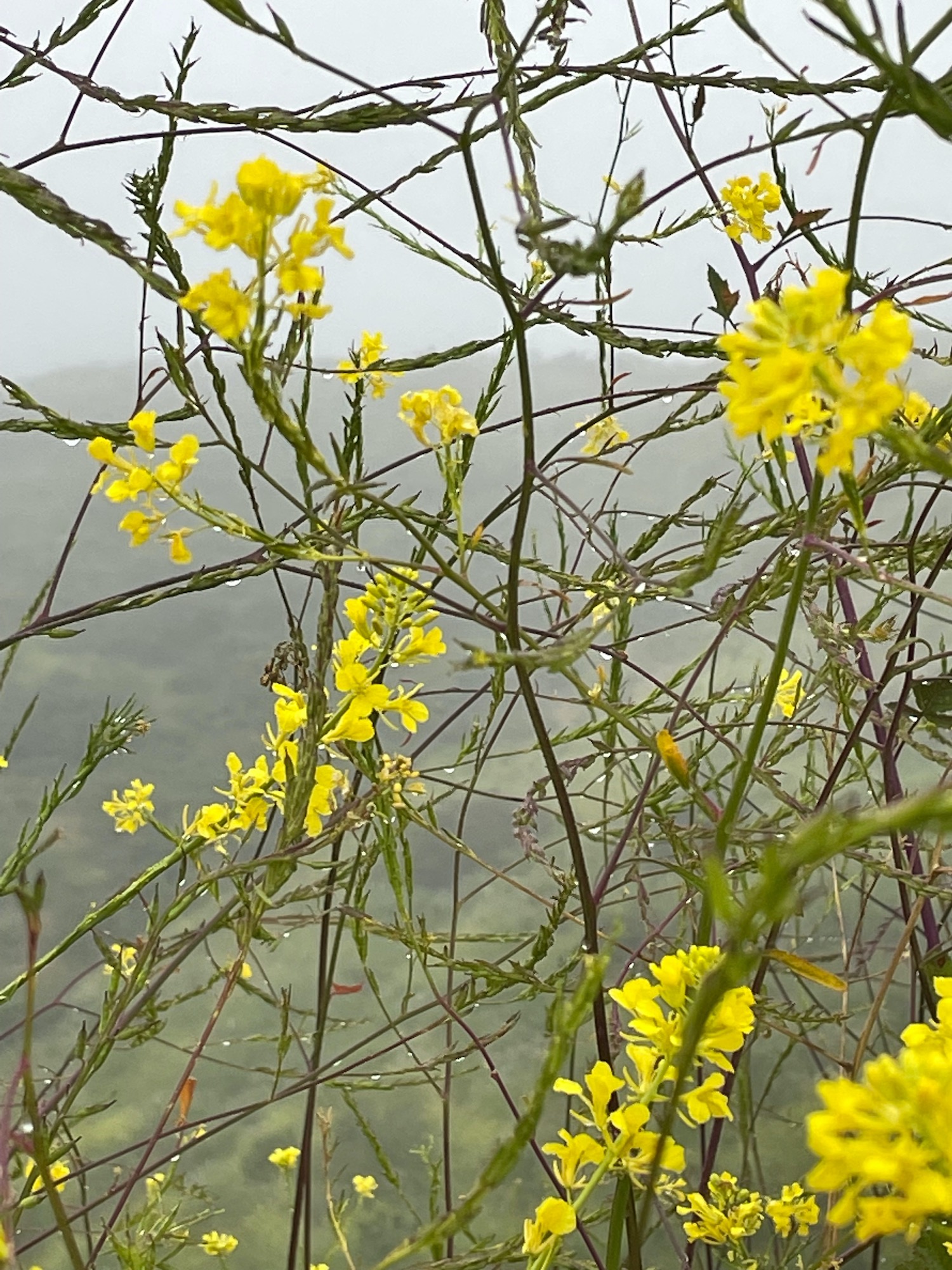 Green and Yellow Mountains - Weir Canyon Loop - May 16 2023 -1