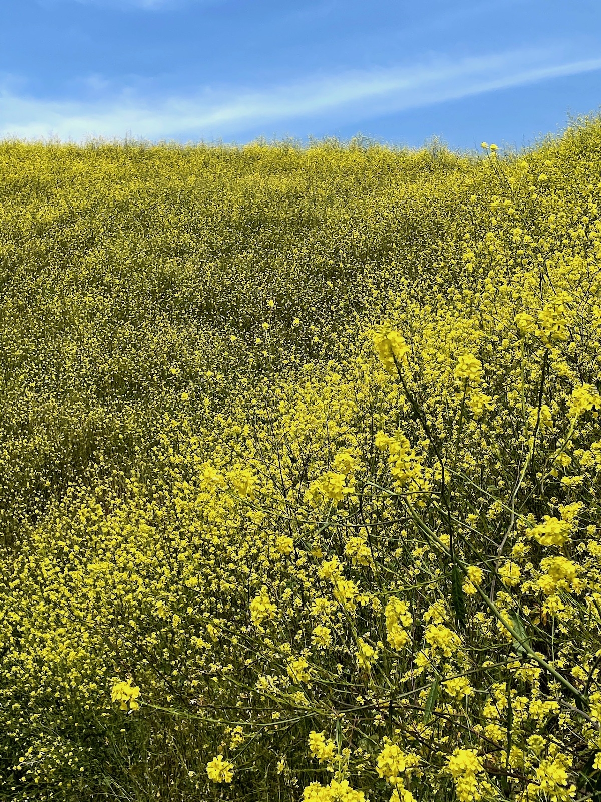 Spring in the bloom - Weir Canyon trail - Apr 16 -5