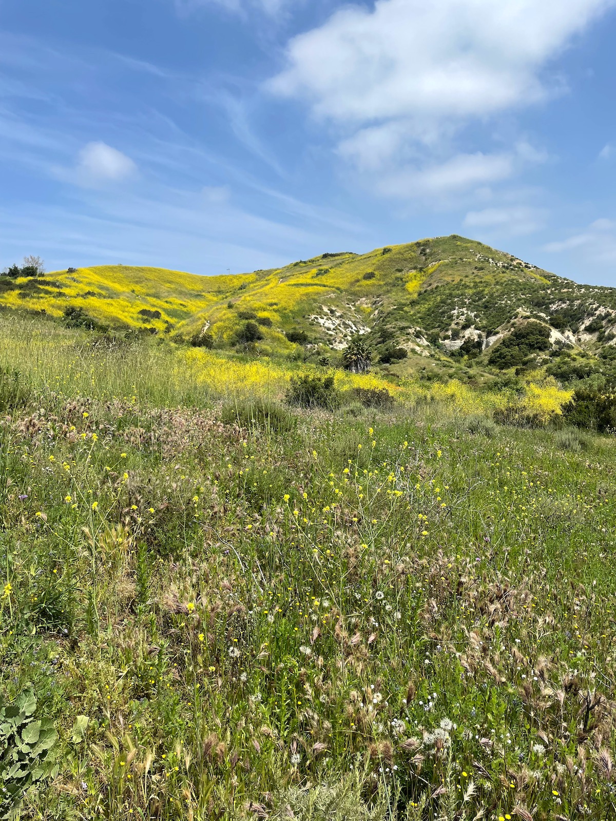 Spring in the bloom - Weir Canyon trail - Apr 16 -8