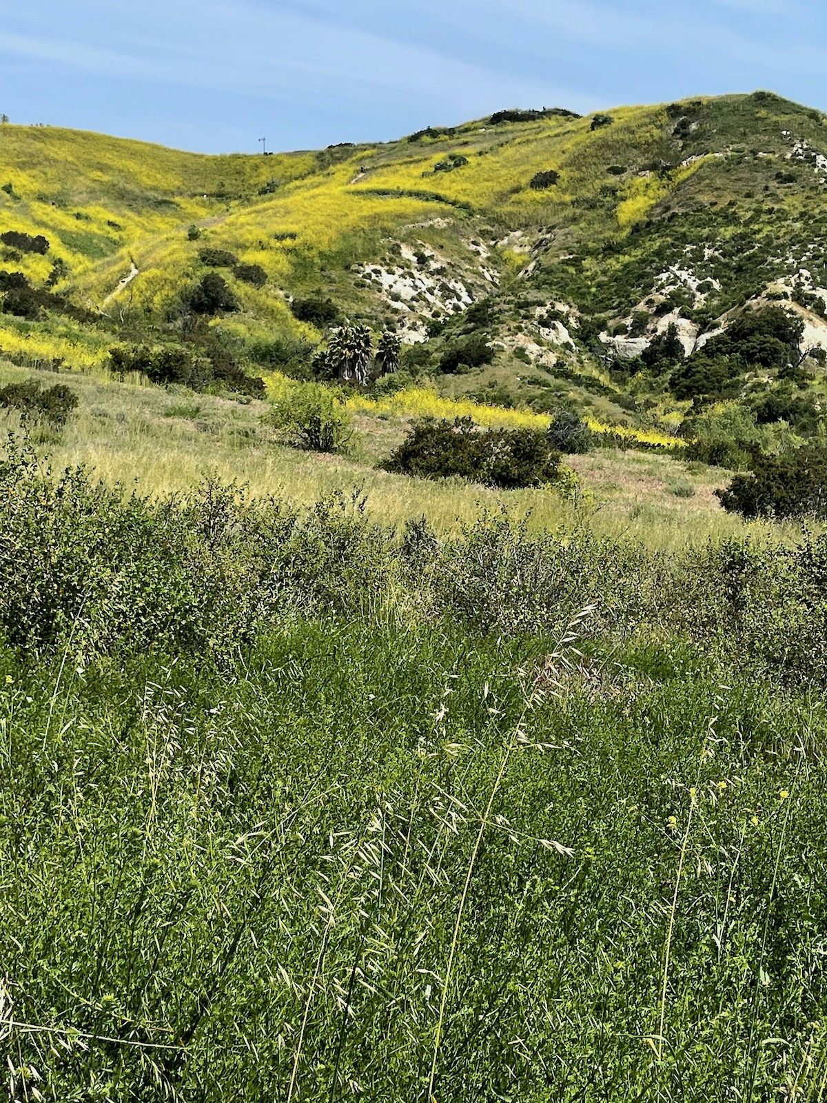 Spring in the bloom - Weir Canyon trail - Apr 16 -9