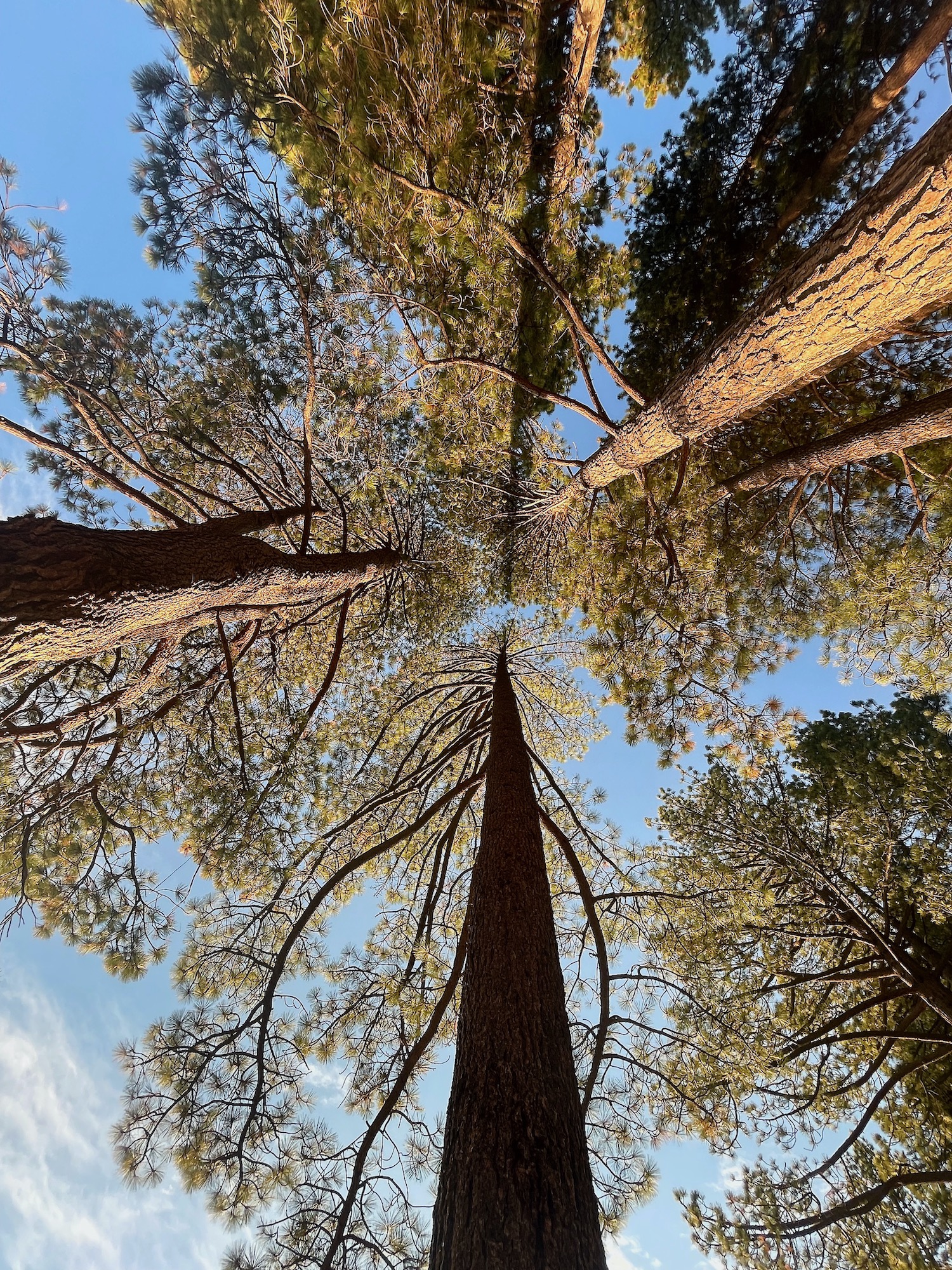 Lake Tahoe - Incline Village - Pine Trees Rising to the Skies -1