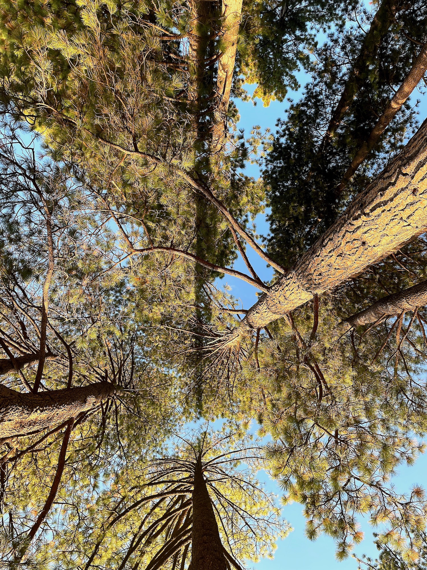 Lake Tahoe - Incline Village - Pine Trees Rising to the Skies -2