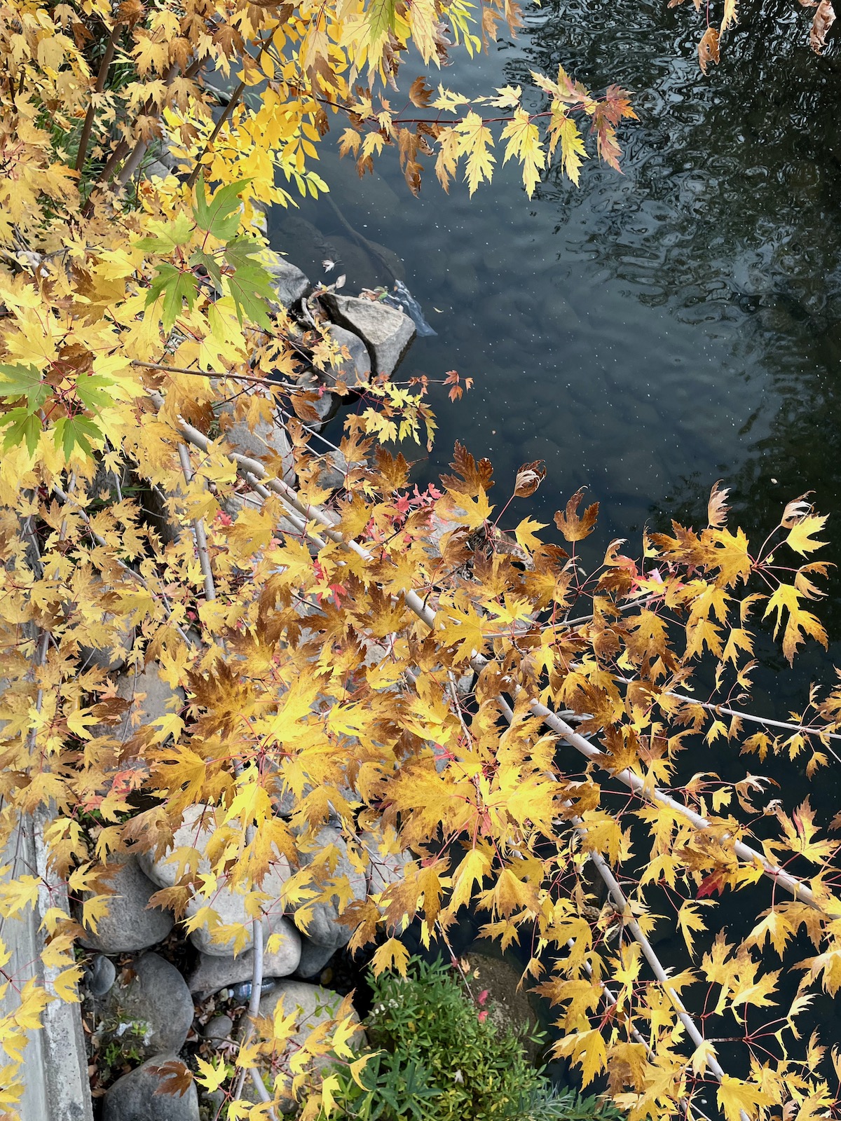 River and fall colors in Reno - Fall 2023 -1