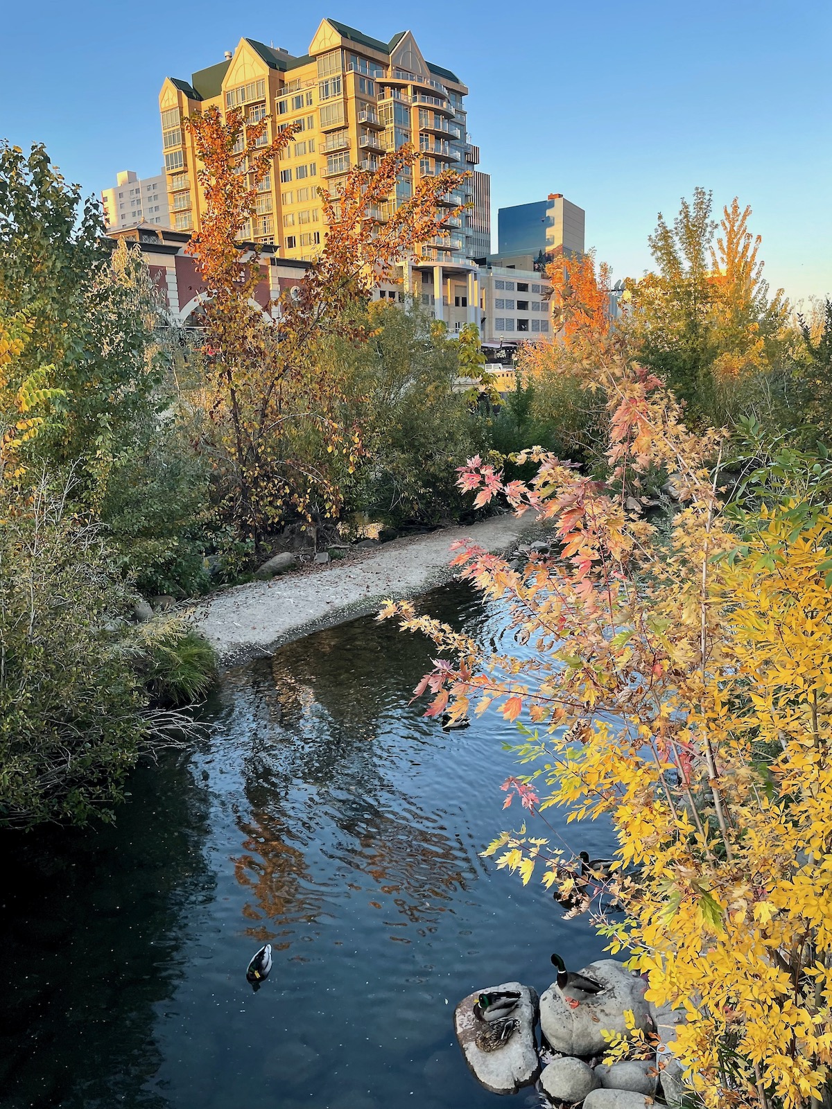 River and fall colors in Reno - Fall 2023 -2