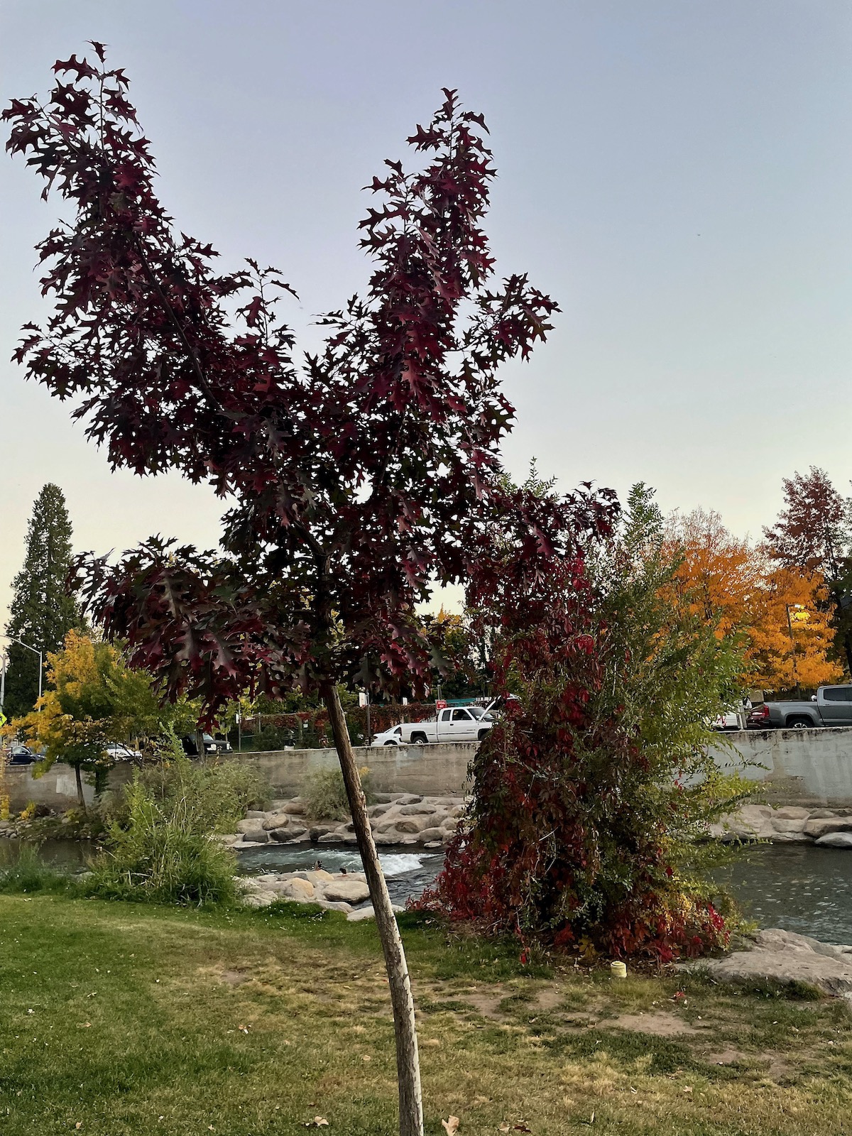 River and fall colors in Reno - Fall 2023 -5
