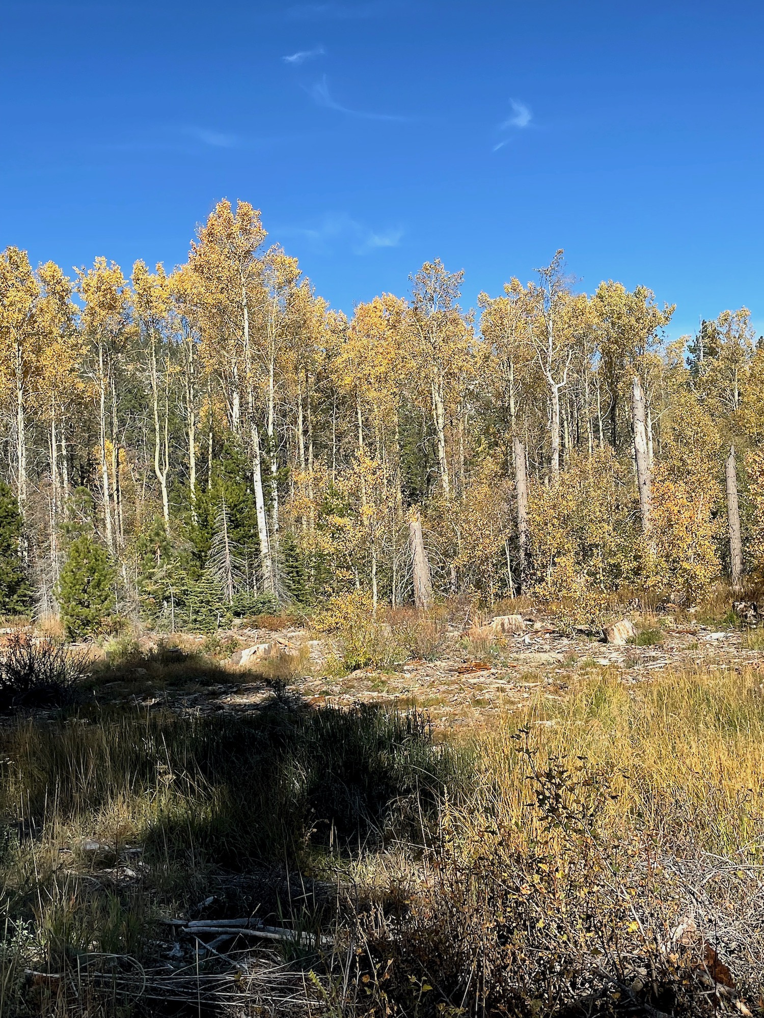 Vibrant yellow colors of quaking or trembling aspen - Lake Tahoe - Fall 2023 -12