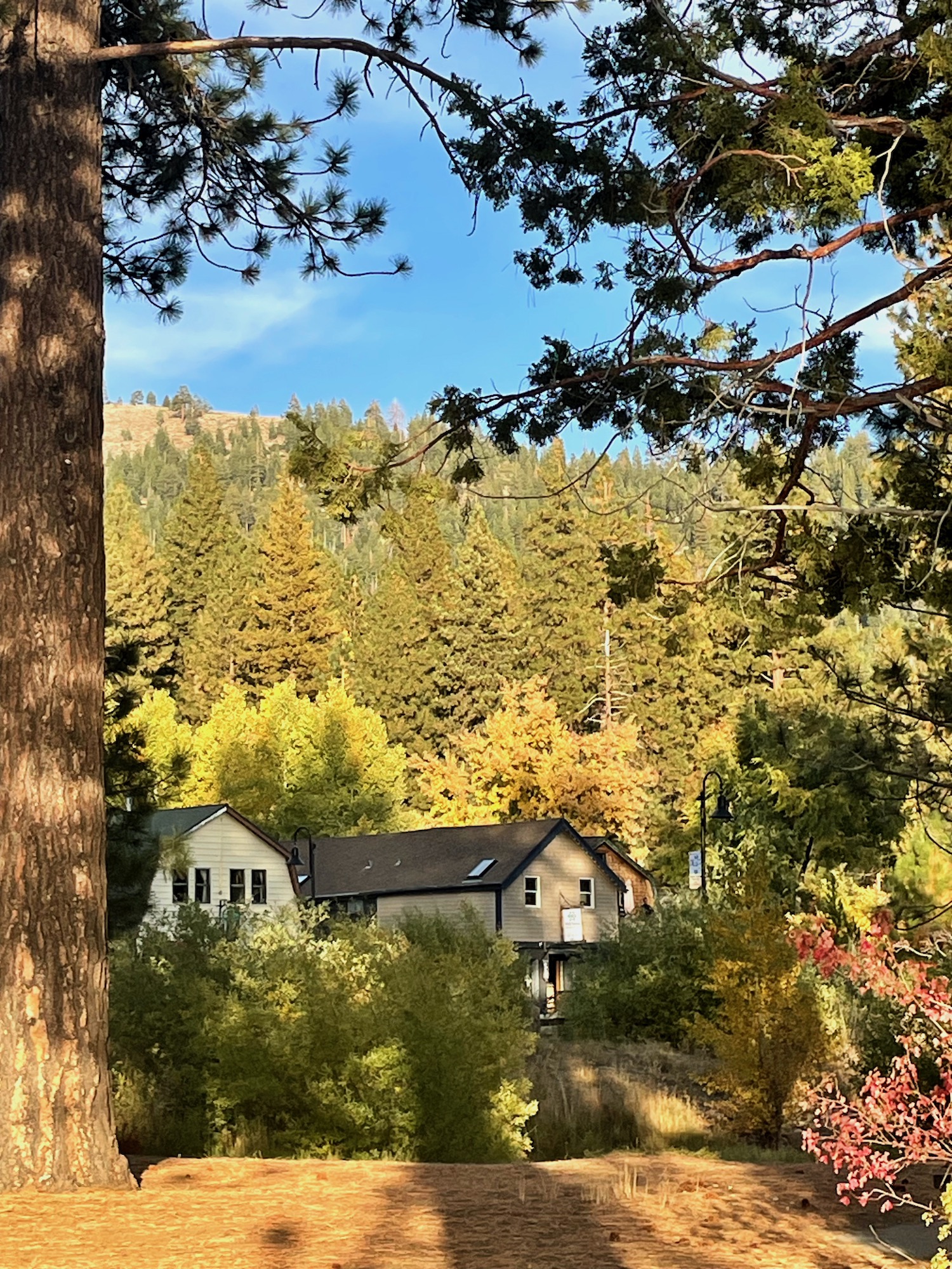Vibrant yellow colors of quaking or trembling aspen - Lake Tahoe - Fall 2023 -2