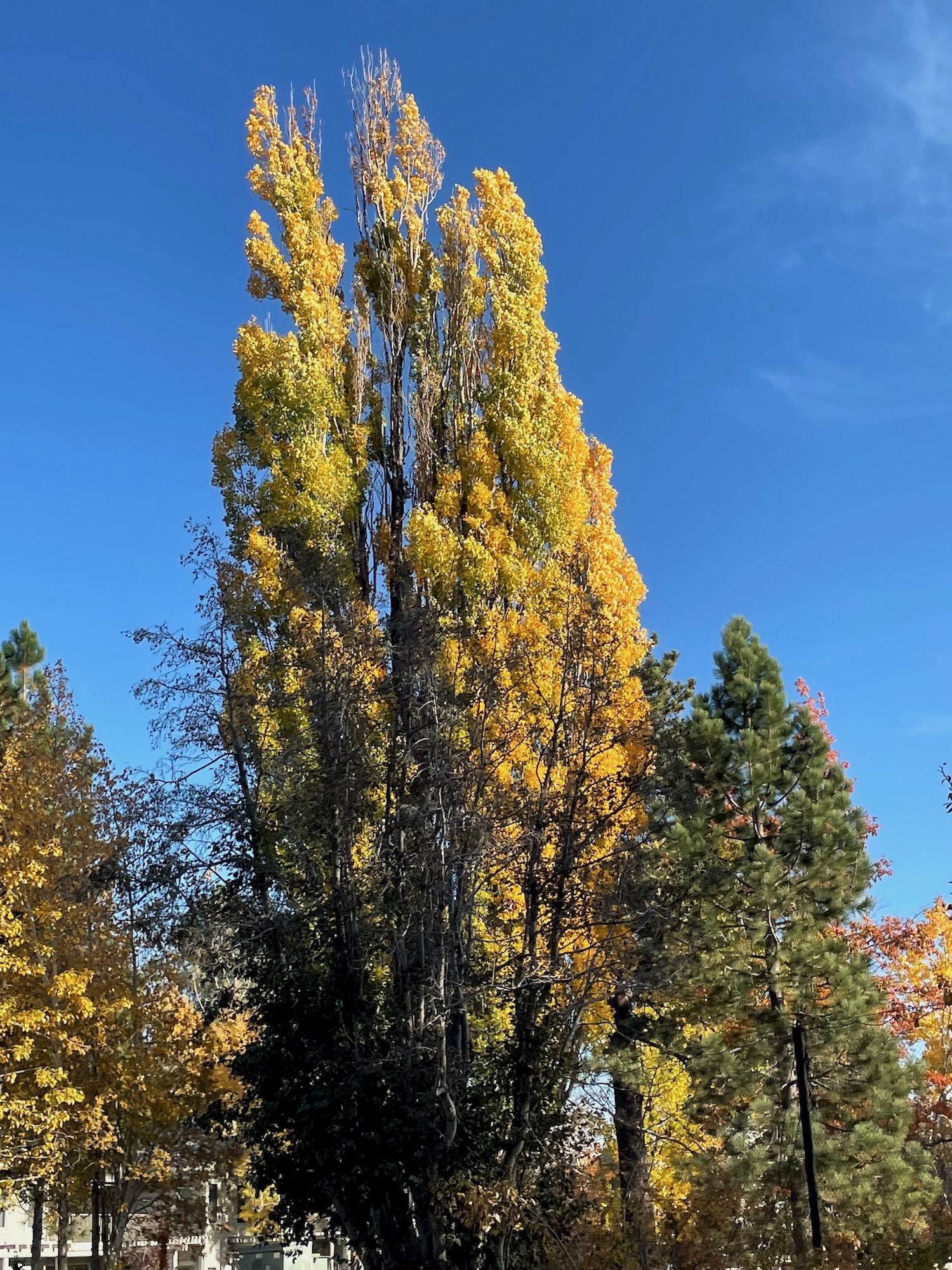 Vibrant yellow colors of quaking or trembling aspen - Lake Tahoe - Fall 2023 -3