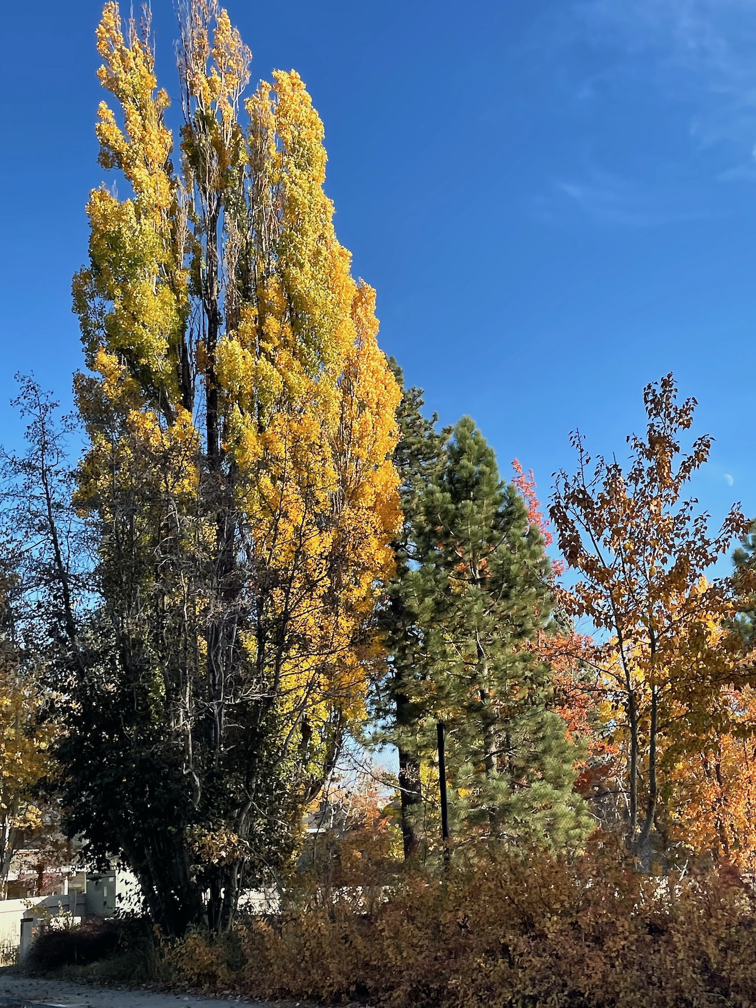Vibrant yellow colors of quaking or trembling aspen - Lake Tahoe - Fall 2023 -4