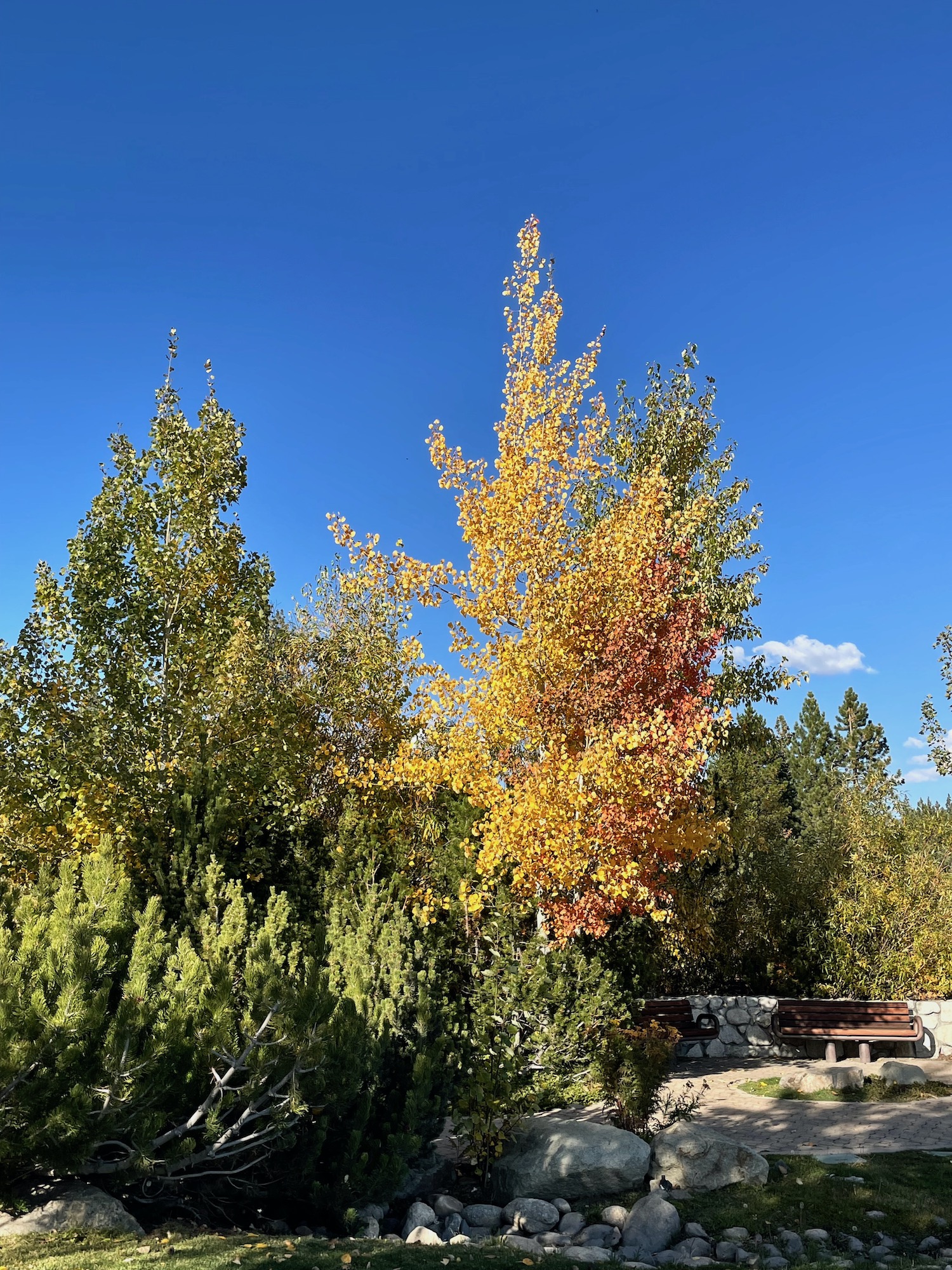 Vibrant yellow colors of quaking or trembling aspen - Lake Tahoe - Fall 2023 -7