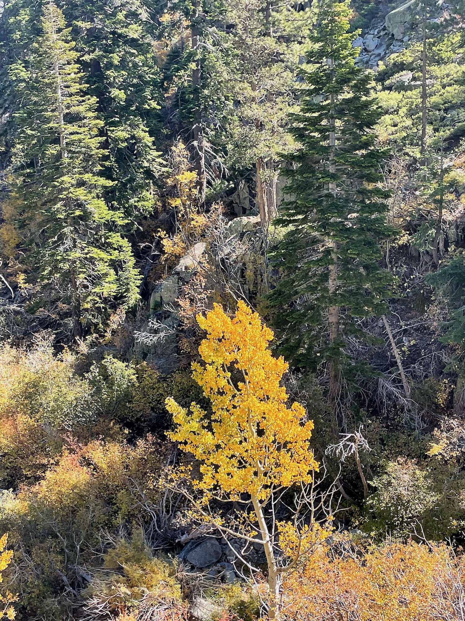 Vibrant yellow colors of quaking or trembling aspen - Lake Tahoe - Fall 2023 -9