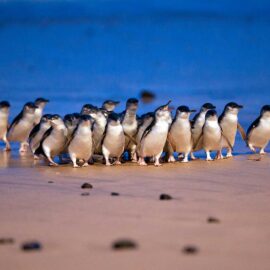 Fascinating Penguin Parade