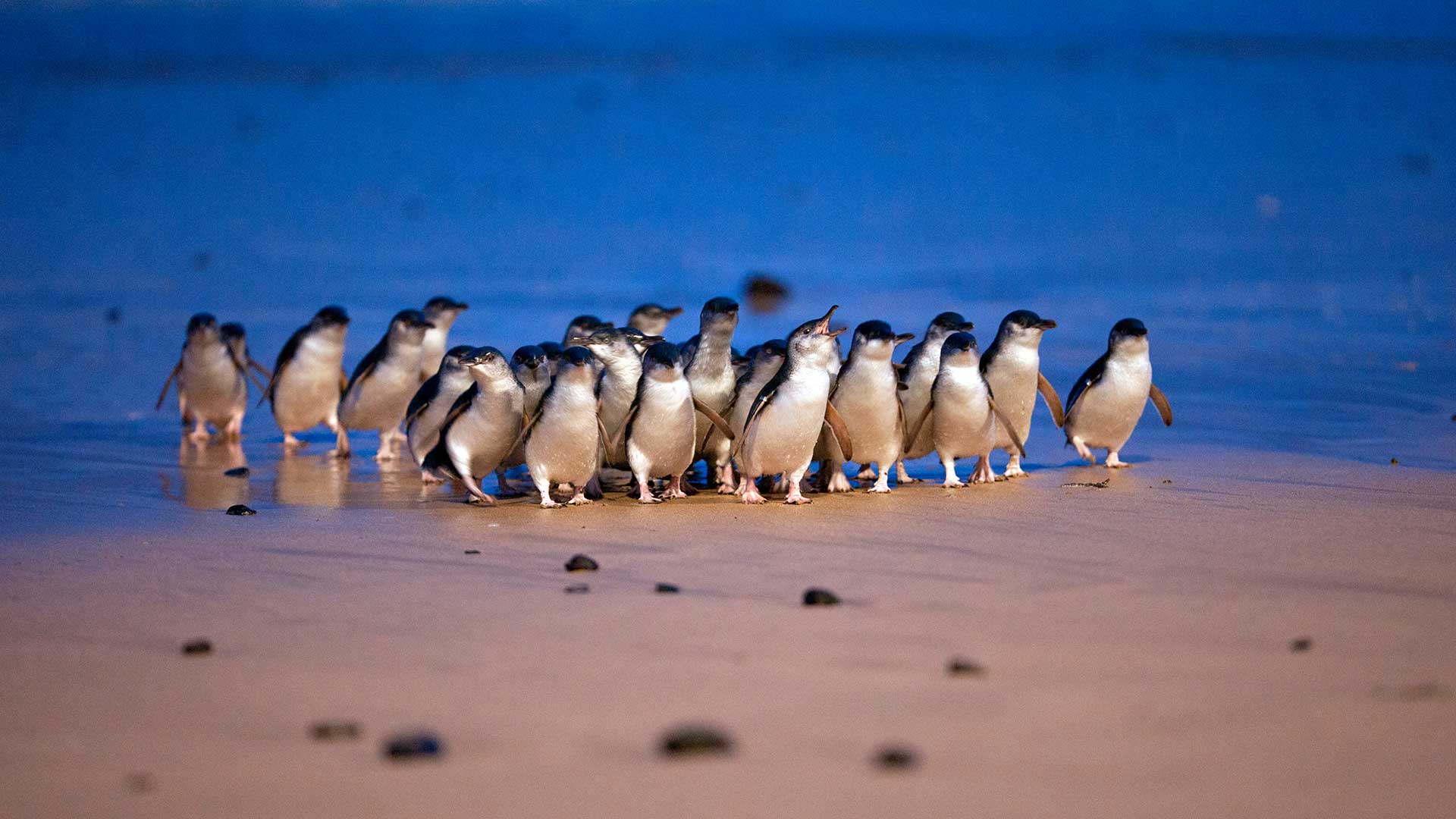 penguin-waddle