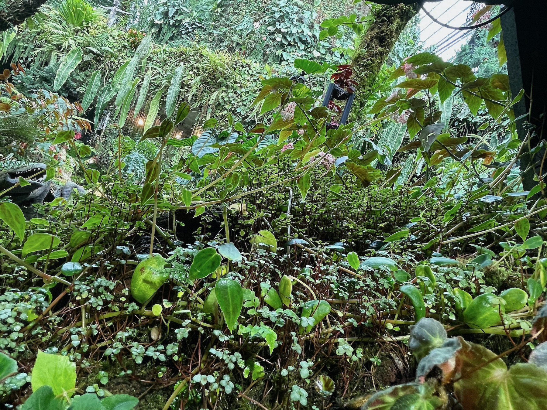 Cloud Forest - Stunning Green Plant Species - Gardens by the Bay, Singapore