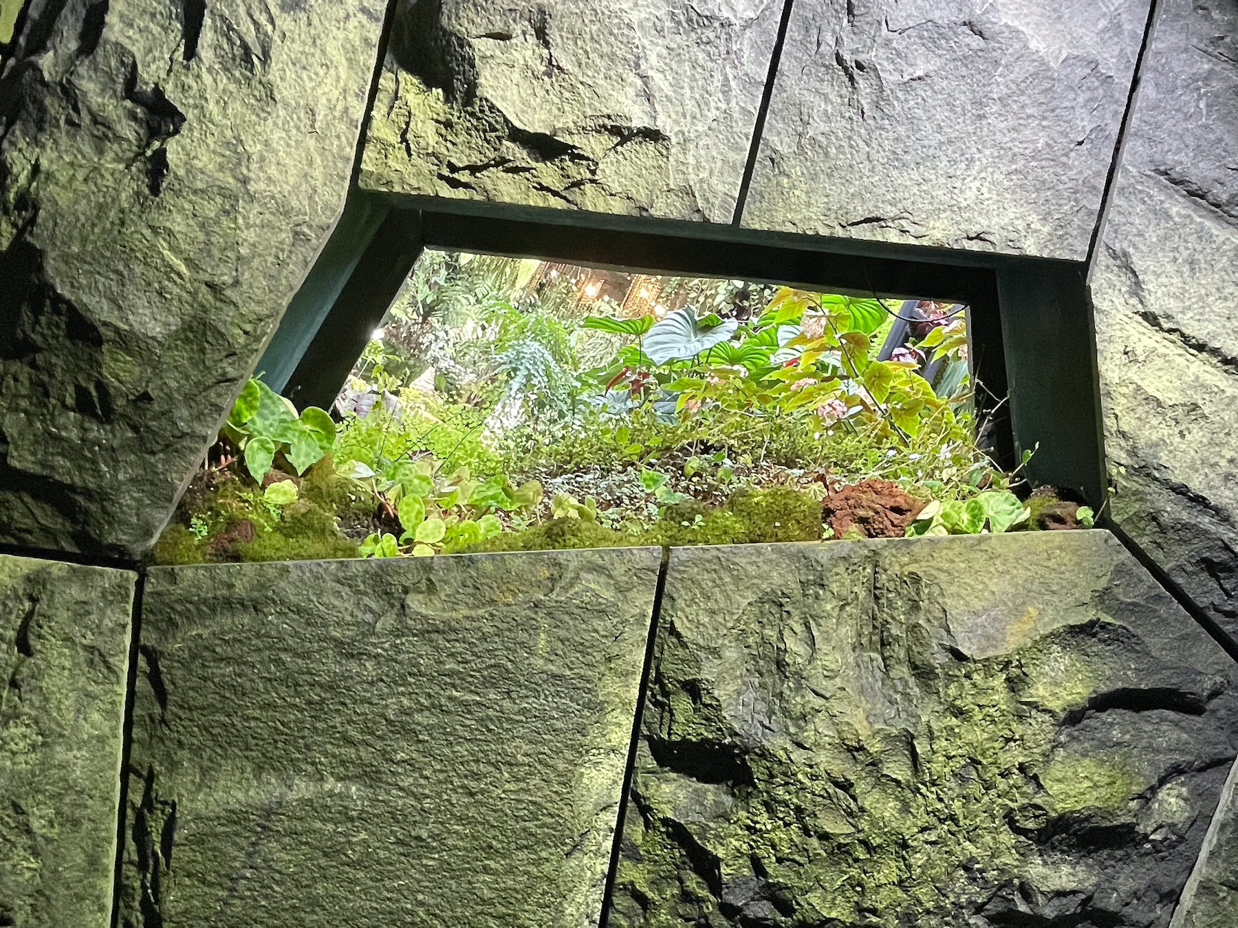 Cloud Forest - Window in Stone Wall for the Sneak Peek of Plants Cultivation -2