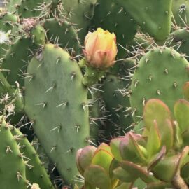 Clarify Mind: 8 of 12: Leading with the Inner Compass