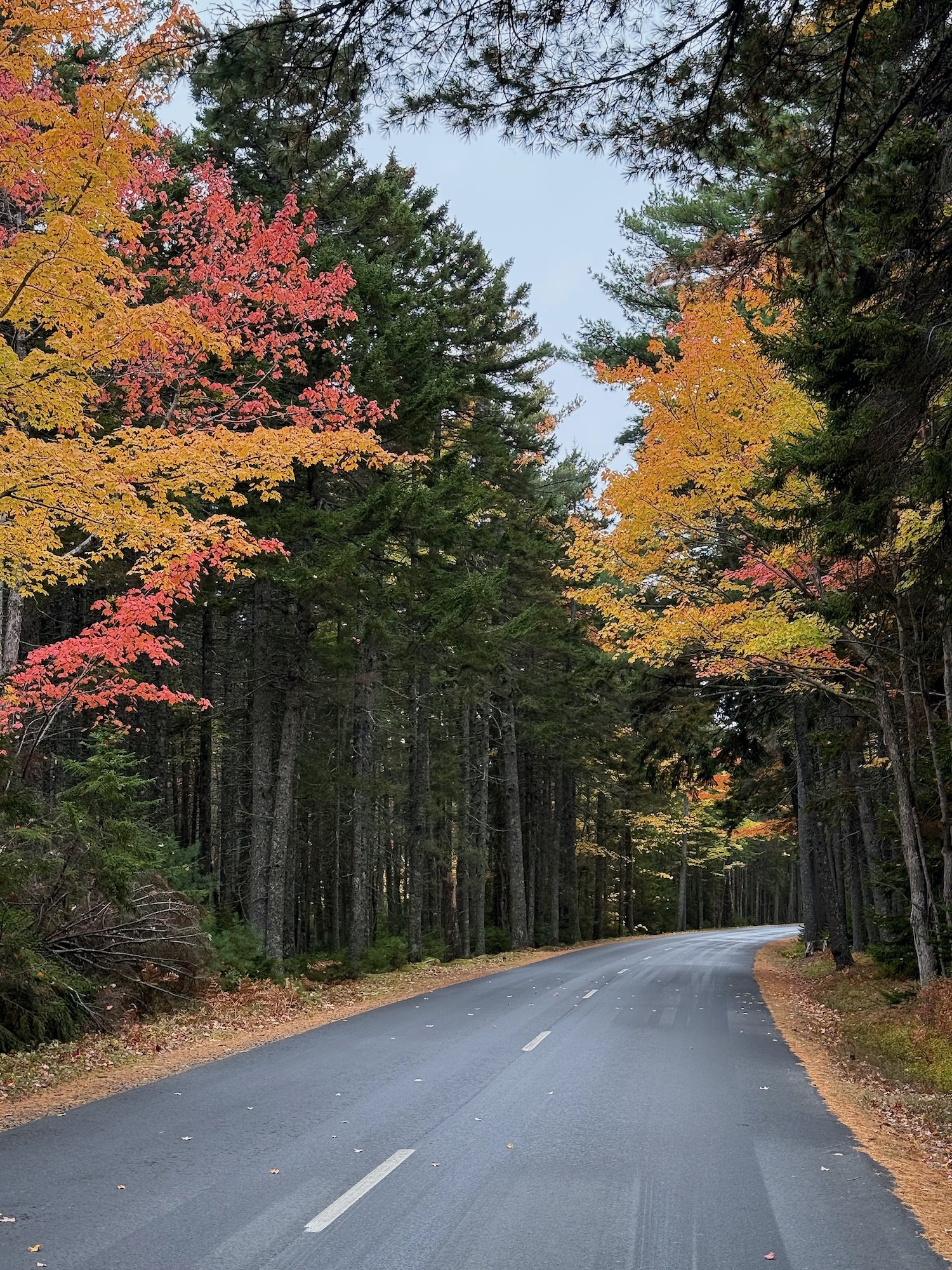 Acadia National Park - captivating contrast with green color pine trees