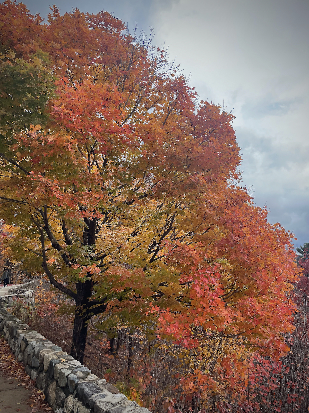 Can I be like a tree -1