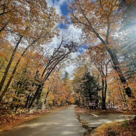 FALL COLORS: CAN I BE LIKE A TREE?