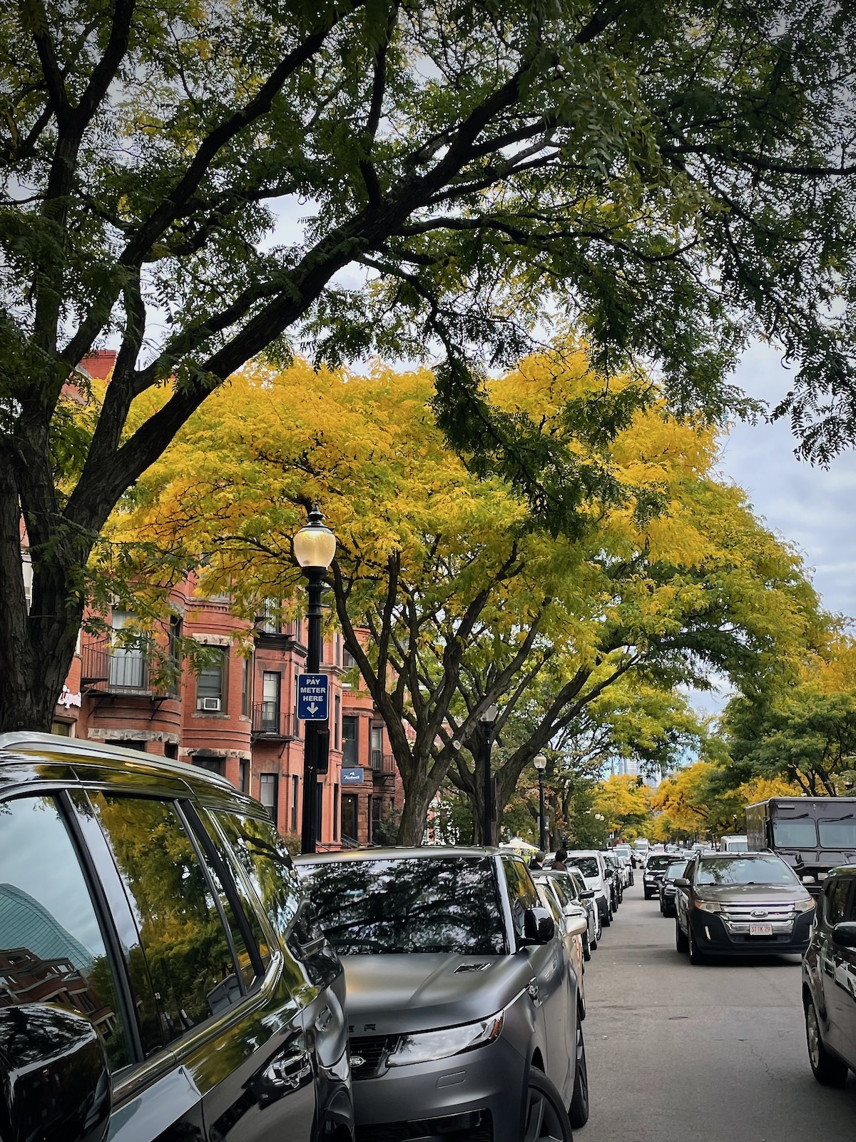 Trees on the busy street in Boston