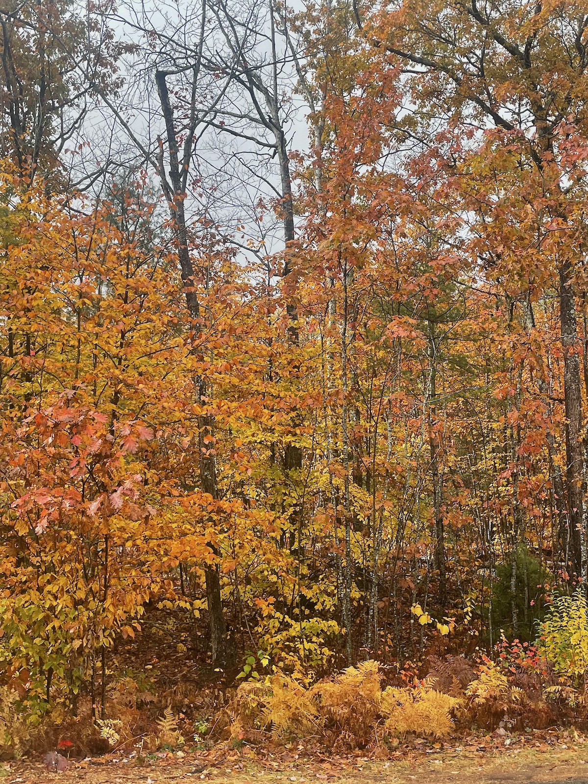 Leaves turning from green to yellow to red to brown
