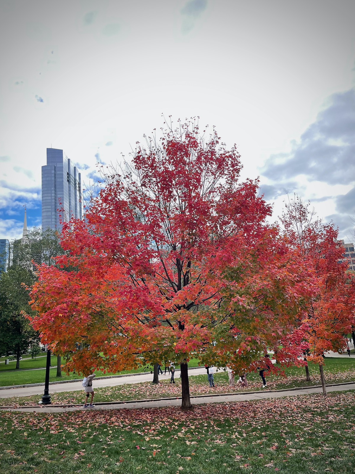 Tree at the Boston Public Garden