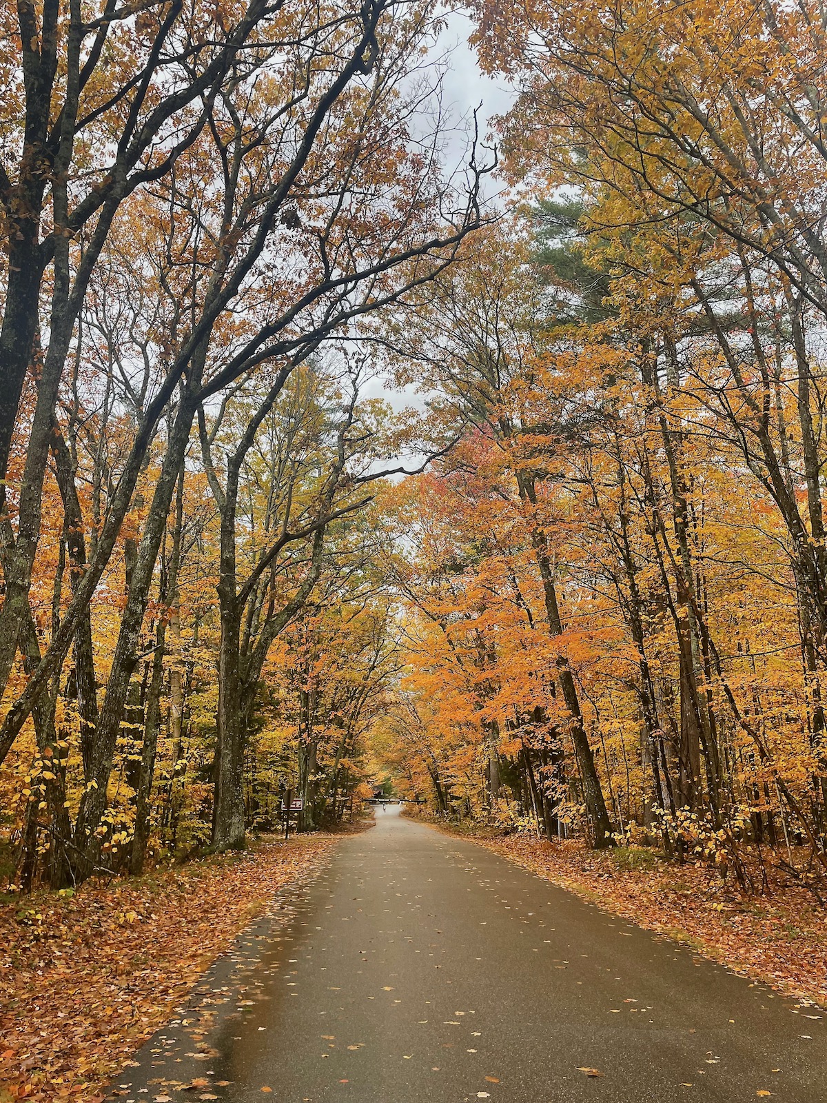 Trees clad the street with vibrant colors